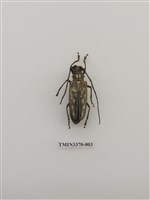 藏品(白條天牛)的圖片